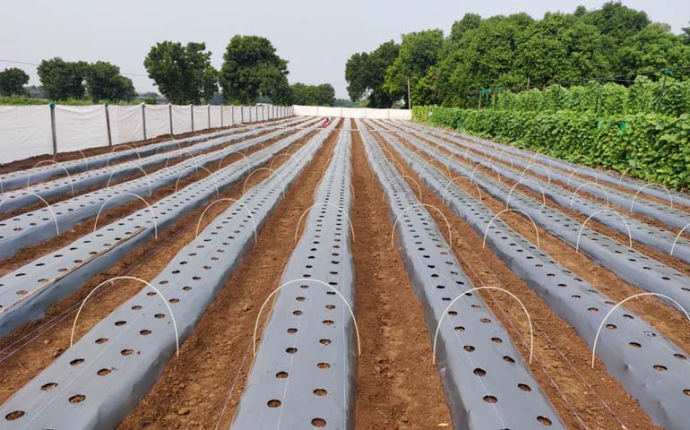 Ratan Plastic Sticks for Low Tunnel Farming